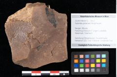 Foto (Objekt + Etikett) von Xylomites pistaciae Ettingshausen (NHMW-GEO-2024-0188-0072)